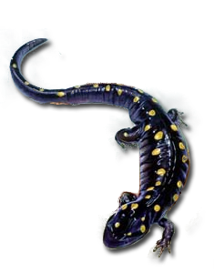 La Salamandre maculée (Ambystoma maculatum)